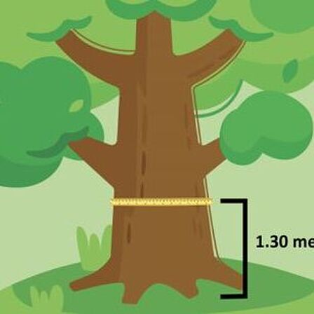 De omtrek van een boom wordt gemeten op 1.30 meter boven het maaiveld.