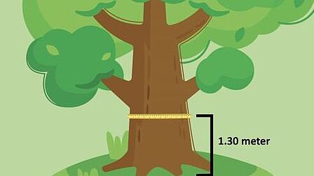 De omtrek van een boom wordt gemeten op 1.30 meter boven het maaiveld.