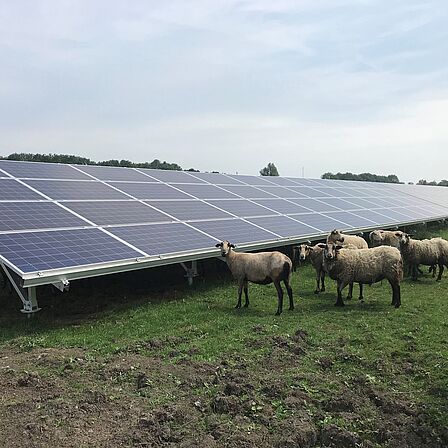 Schapen lopen rond op het Solarpark in Galecop in Nieuwegein