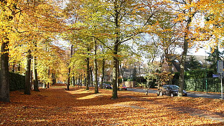 Laan in Bilthoven vol herfstbladeren.